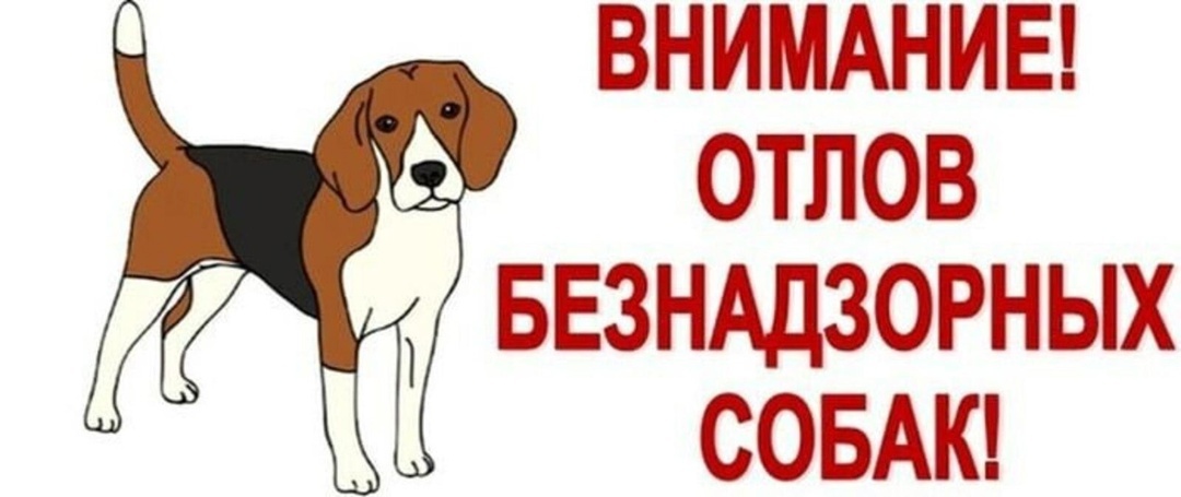 Отлов безнадзорных собак.