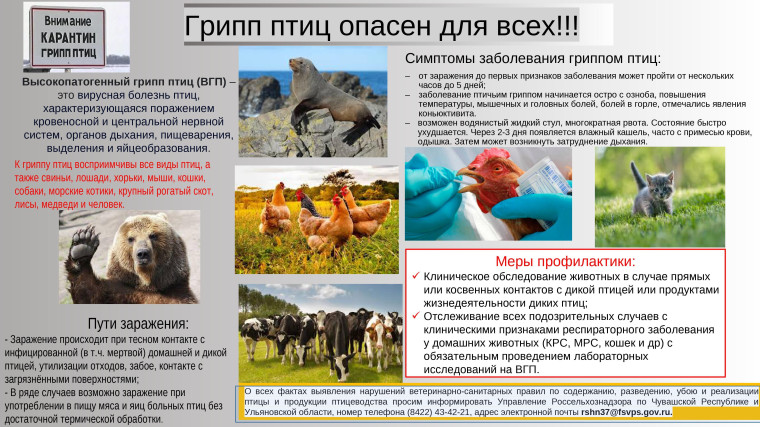 Птичий грипп опасен!. Птичий грипп опасен!.